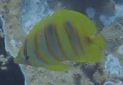 Goldbarred butterflyfish